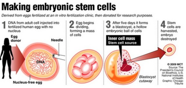 Stem cell research