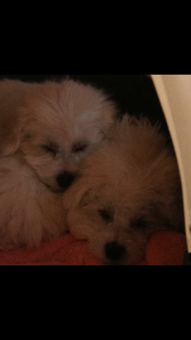 Getting my puppy...puppies