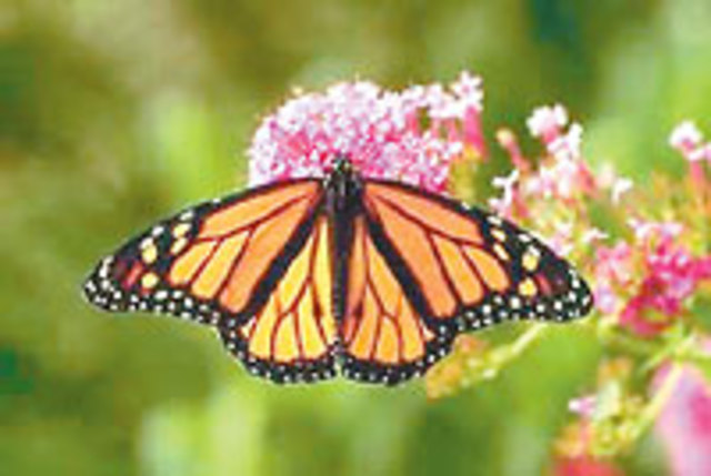 NC Event - Goldsboro Butterfly Made it Mexico