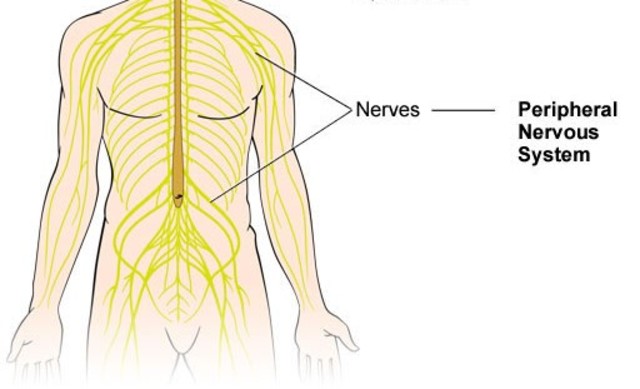 Peripheral Nervous System