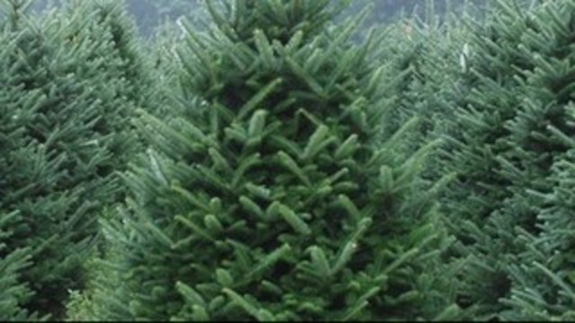 NC Event - Fraser Fir becomes official State Christmas Tree