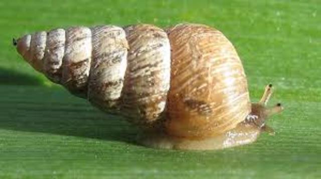 Robert Tucker Abbott