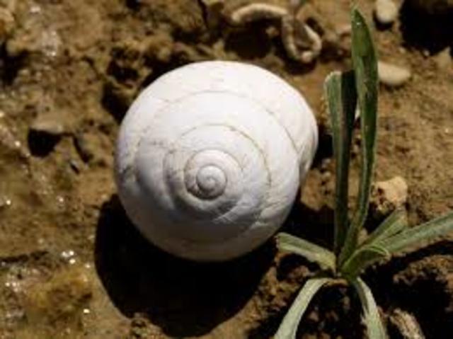 Timothy Abbott Conrad