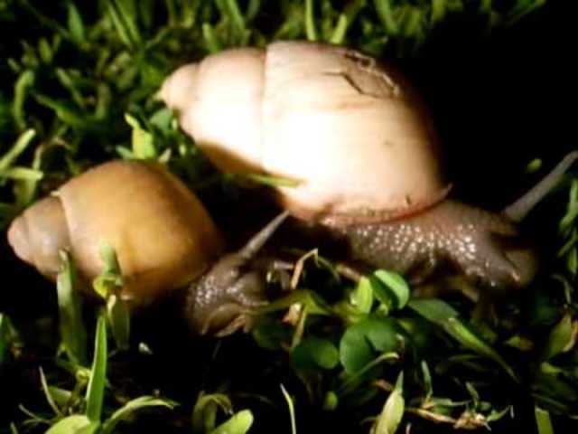 Karl Hermann Johannes Thiele