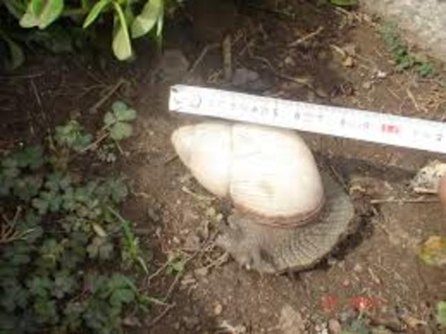 Heinrich Christian Friedrich Schumacher