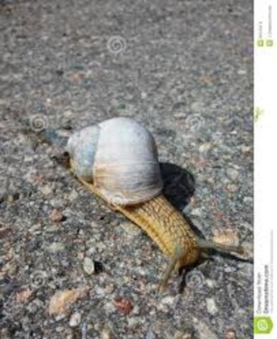 Georg Eberhard Rumphius