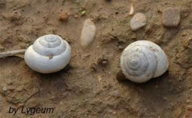 Henry Augustus Pilsbry