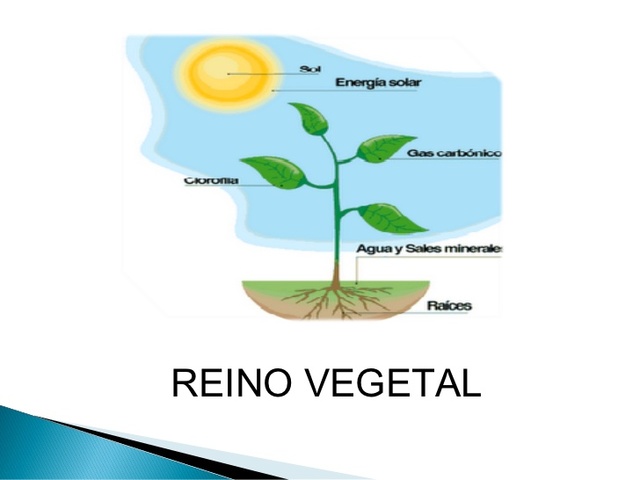 REINO VEGETAL