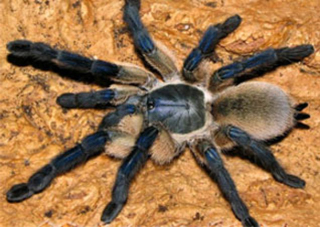 Spelopelma