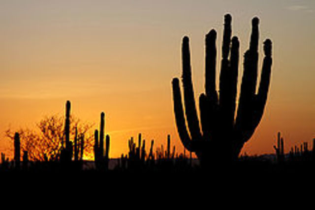 Voy a Sonora con mi familia paterna