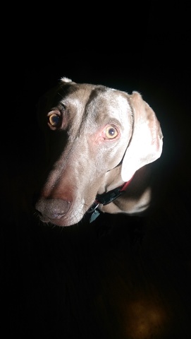 Day I got my first pet