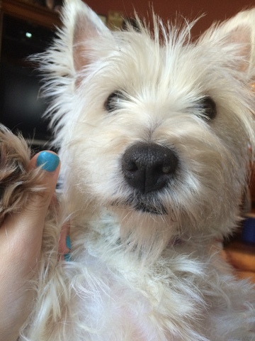 Day I got my own dog