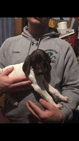 Getting my first dog