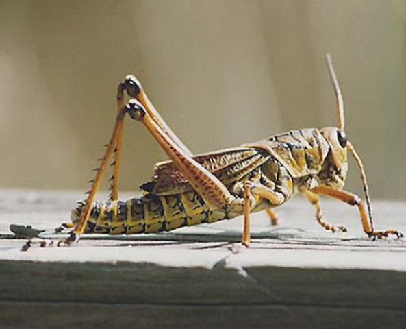 GRILLOS : Miedo a las arañas puede originarse antes de nacer