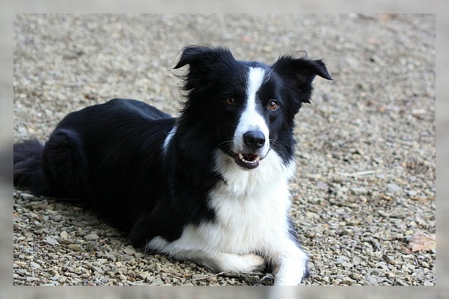 The Death of my First Doggo