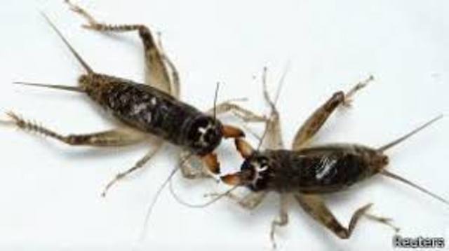 ¿Cómo evitar que los grillos invadan tu casa?