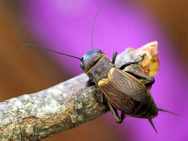 ¿qué significa el "cri cri" de los grillos?