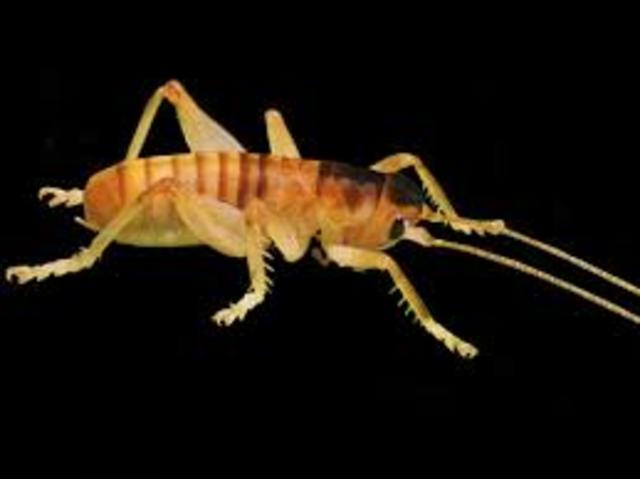 El grillo que poliniza flores