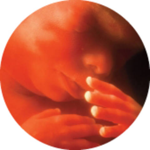 Pregnancy at 6 months or 25 weeks