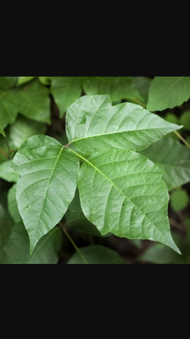 Getting Covered in Poison Ivy