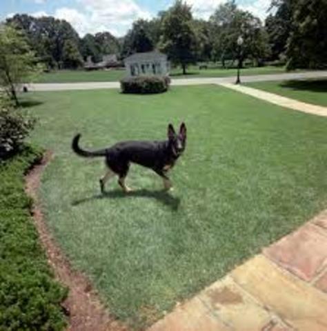 John's presidencial pet