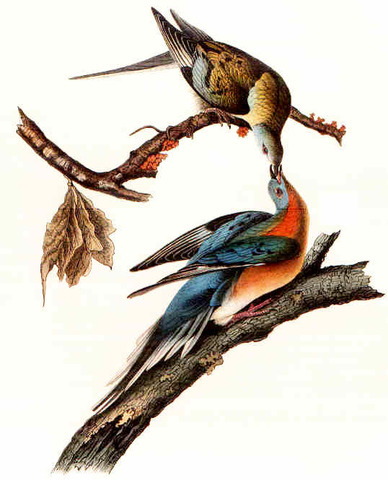 Extinction of the Passenger Pigeon