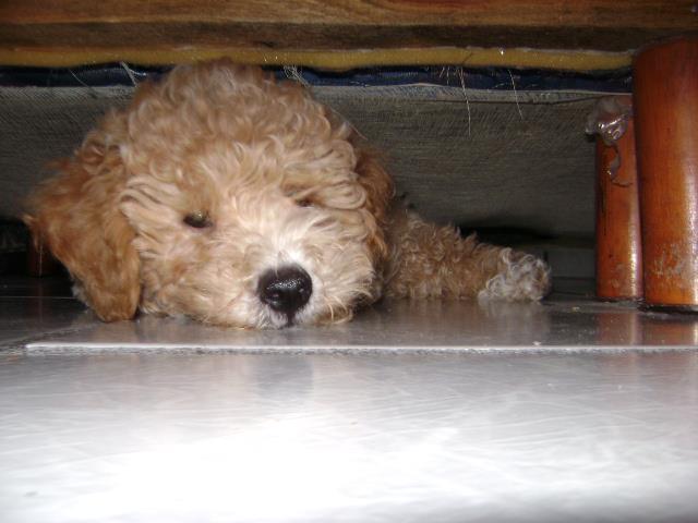 Canelo... 100% rizos y amor.