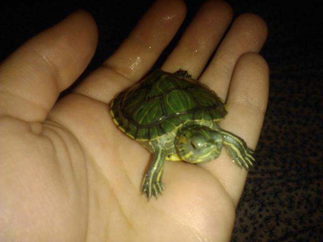 Got a Red-Eared Slider, Squirt