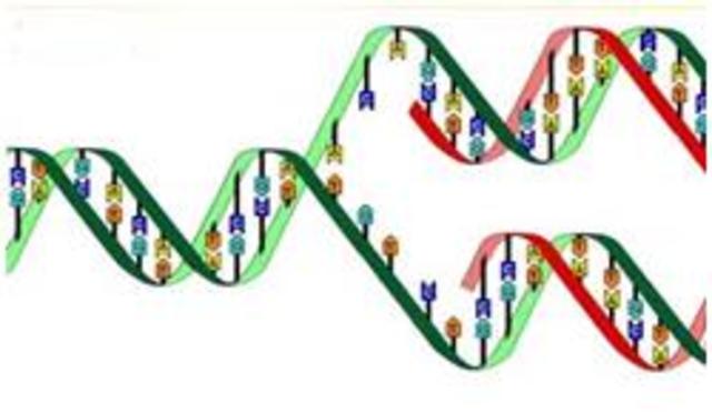 Oswald Theodore Avery, Colin McLeod y Maclyn McCarty