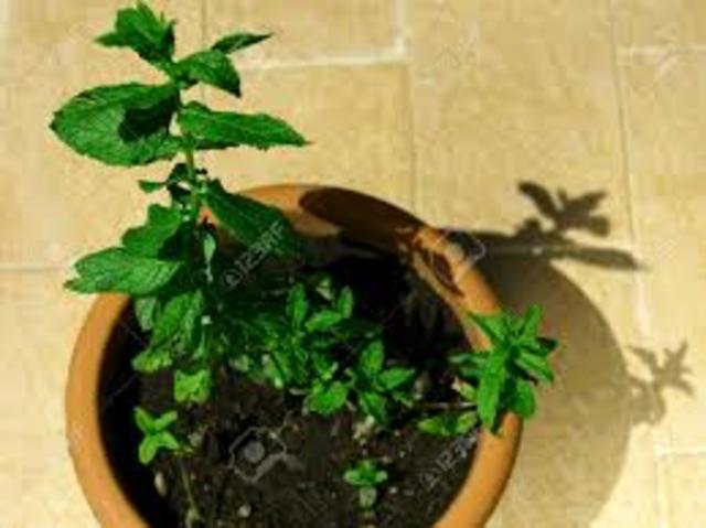 Growing Herb