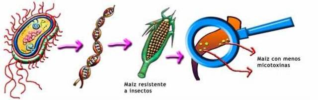 Plantas Transgéicas