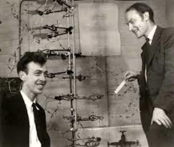 James D. Watson y Francis Crick