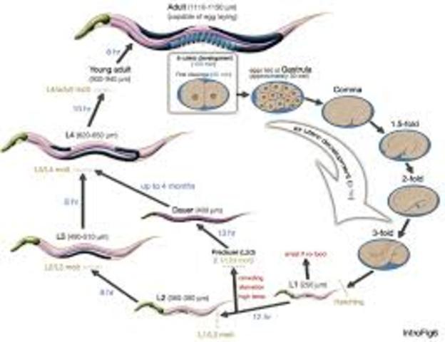 secuencia completa de un eucariota pluricelular