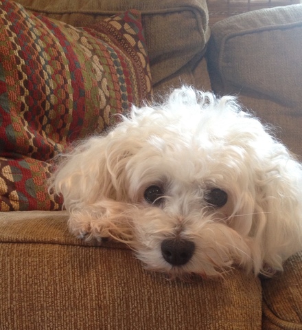 Pershkes got first family dog