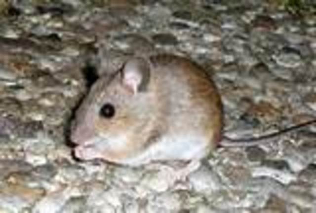 I mammiferi colonizzano il pianeta