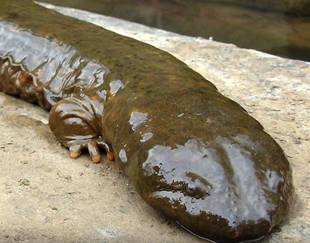 Primi vertebrati terrestri (anfibi)