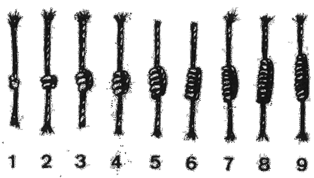 El Ábaco en Diferentes Continentes