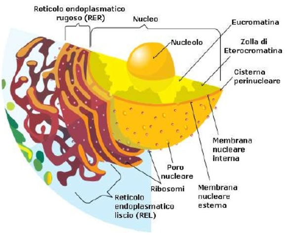 Comparsa delle prime cellule con nucleo