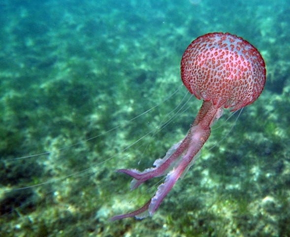 Si diffondono gli invertebrati