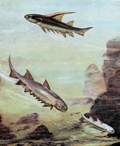 Forte sviluppo della fauna marina (i pesci)