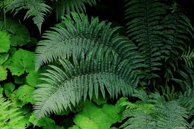 Le felci e le sfenopsidi  invadono le foreste