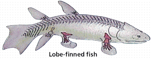 Compaiono gli anfibi