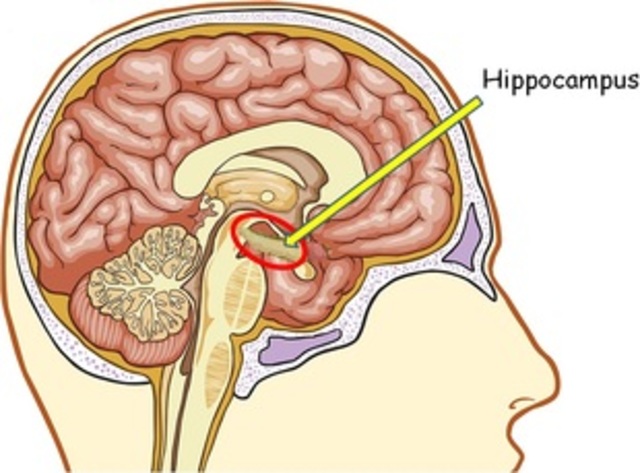 Hippocampus