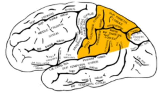 Parietal Lobe