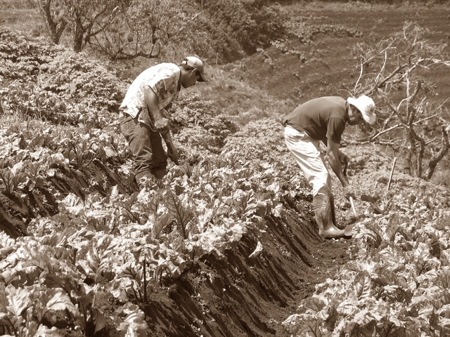 Pobladores desarrollan la agricultura en la Amazonía.