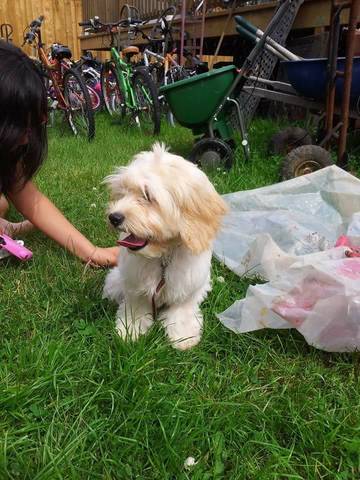 The Day I Got My Dog