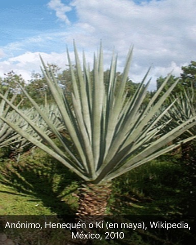 Auge de la industria del Henequén