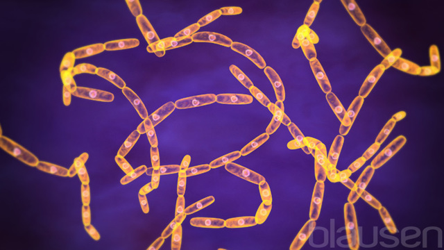 Vaccination against anthrax- Pasteur