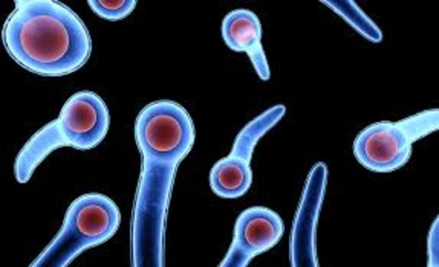 Nicholaier-Discovered the microbe that caused Tetanus