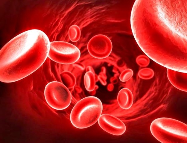 Leeunwehoek describes red blood cells